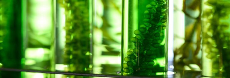 Valeur des microalgues marines dans la biotechnologie